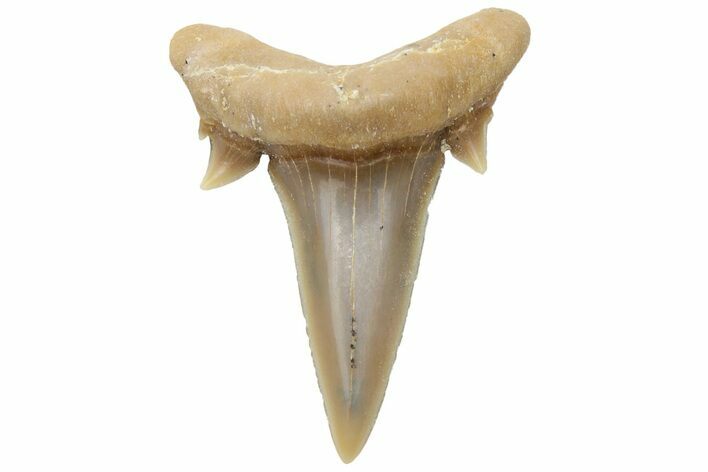 Mackerel Shark (Cretolamna) Tooth - Dakhla, Morocco #225286